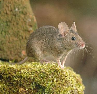 House Mouse (Mus musculus) Introduced.