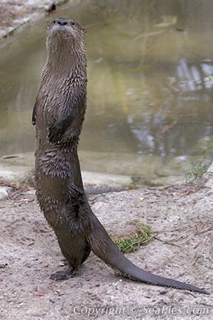 River Otter Lutra