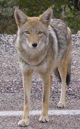 Coyote (Canis latrans) Much