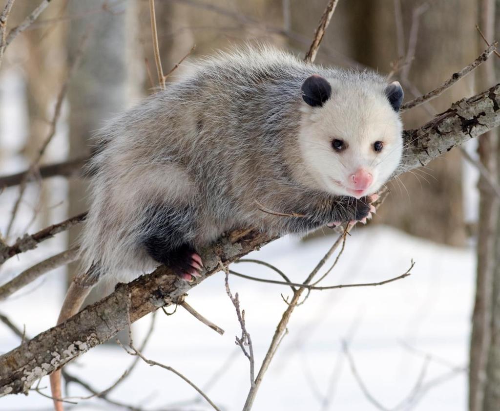 Opossum (Didelphis