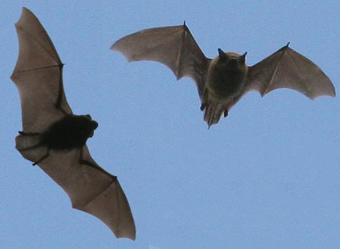 Order: Chiroptera Bats Hand wing Insect feeders.