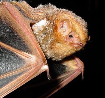 Red Bat (Lasiurus