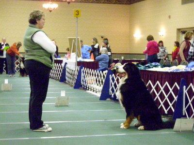 Page 3 of 7 Performance Events at the BMDCA 2010 National Specialty -Dense McCabe (Mick & Lily) What a sight! Berners in Agility, Berners in Obedience, Berners in Rally!