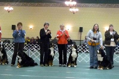 Page 4 of 7 Minnesotans in Conformation at the National Specialty -Shannon Cihlar Conformation classes compare one dog to another to see which dog most closely matches the breed standard.