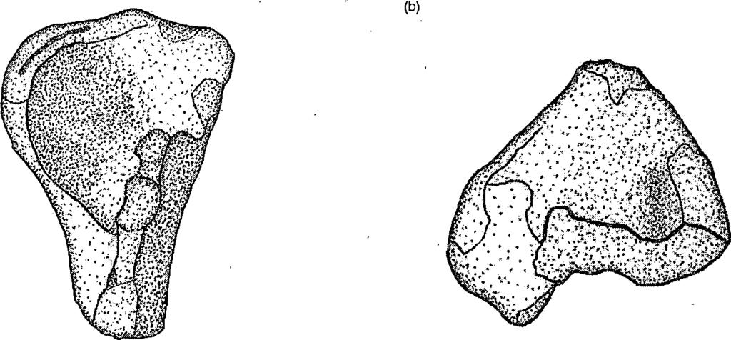 (a) 1 cm Figure 19. Ventral Views of the Proximal, a, and Distal, b, Fragments of the Left Femur of Limnoscelops longifemur (Museum of Comparative Zoology 2984).