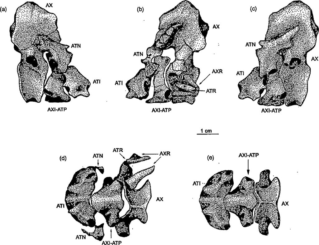 Figure 8. Right Lateral View of the Atlas-axis Complex (a) Left Lateral View (b), Left Lateral Reconstruction (c), Ventral View (d), Ventral Reconstruction (e), of Yale Peabody Museum 811.
