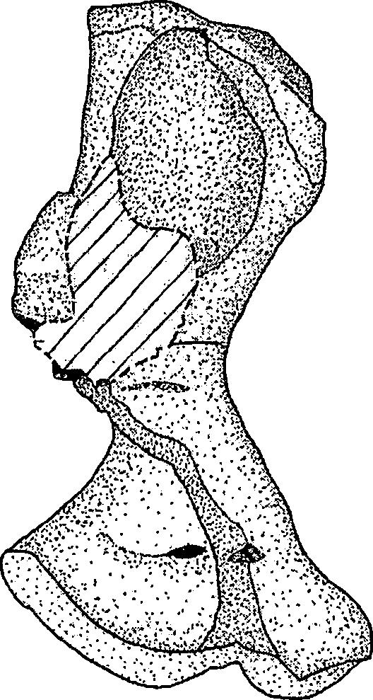 1 cm 1 cm Figure 15. Right Femur of Limnosceloides dunkardensis, United States National Museum 12166, in Ventral View. Figure 16.
