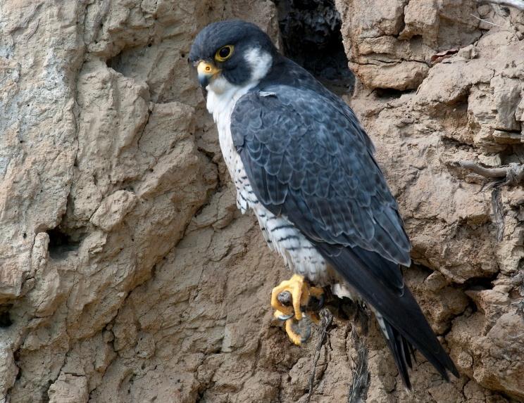 Peregrine Falcon Surveys Along The Mackenzie River, Northwest Territories, Canada Suzanne Carrière and Steven Matthews Gordon Court/ Reprinted with permission