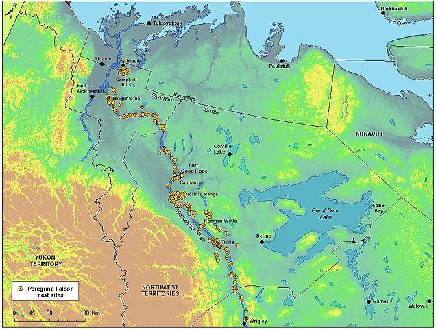 4 Map 1: Peregrine falcon nesting sites examined in 2010 in the Mackenzie River study area. Typically, peregrine falcon pairs will return to the same nesting territory (i.e. site) used in previous seasons (e.