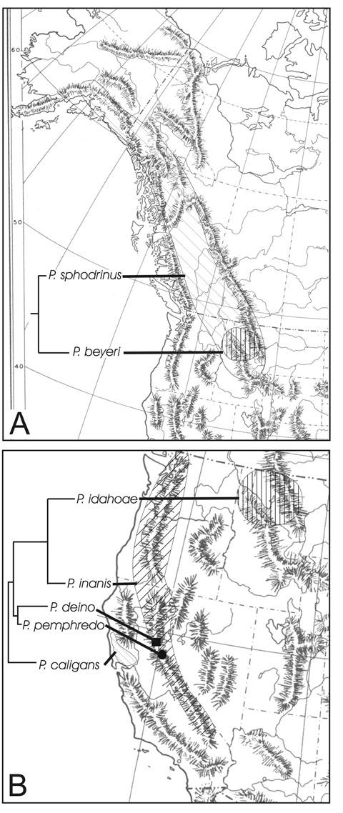 116 Annals of Carnegie Museum Vol. 77 Fig. 15. Map showing portions of western North America with approximated distributional ranges of sister species and clades of Leptoferonia.