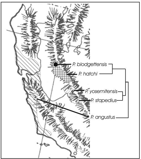 2008 Will and Gill Phylogeny and Classification of Hypherpes 117 that show differentiation between leaf litter dwelling and deep-soil species are known from other beetle groups in California (Peck