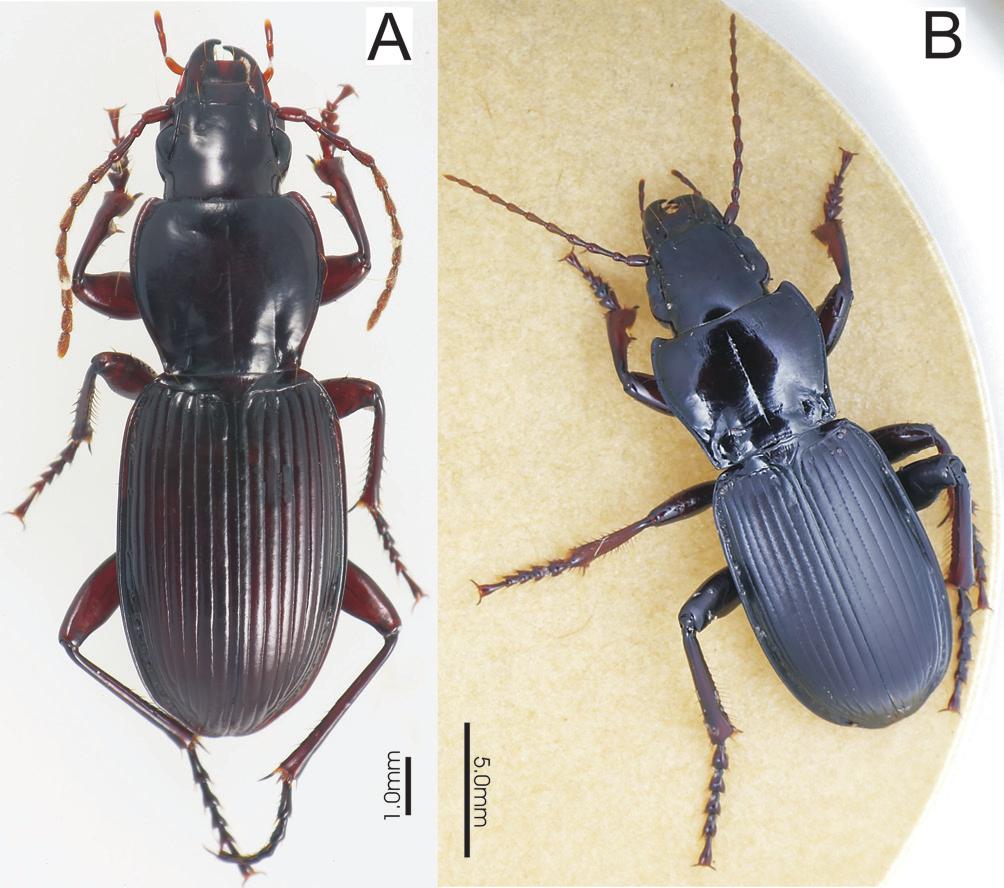 2008 Will and Gill Phylogeny and Classification of Hypherpes 95 Fig. 2. Hypherpes complex species (dorsal view). A, Pterostichus (Hypherpes) tristis; B, Pterostichus (Hypherpes) morionides.
