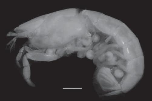 Liu & Liu: Two new species of Acutigebia Pereopod 1 (Fig. 3A) subchelate. Ischium with two spines on lower margin. Merus about 2.