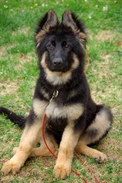 Introduction Do you have a dog? NO?! Then a German shepherd is a great pet for you.