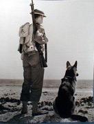 Rin Tin Tin was an American Red History Cross dog during World War I. Rin Tin Tin appeared in 26 films for Warner Brothers and German Shepherds have received 10,000 fan a big history.
