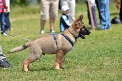 Training German shepherds do really good in German shepherds need plenty of agility contest training. You can start training your pet when it is a puppy.