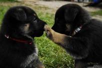 However if German shepherds have been socialized the right way they