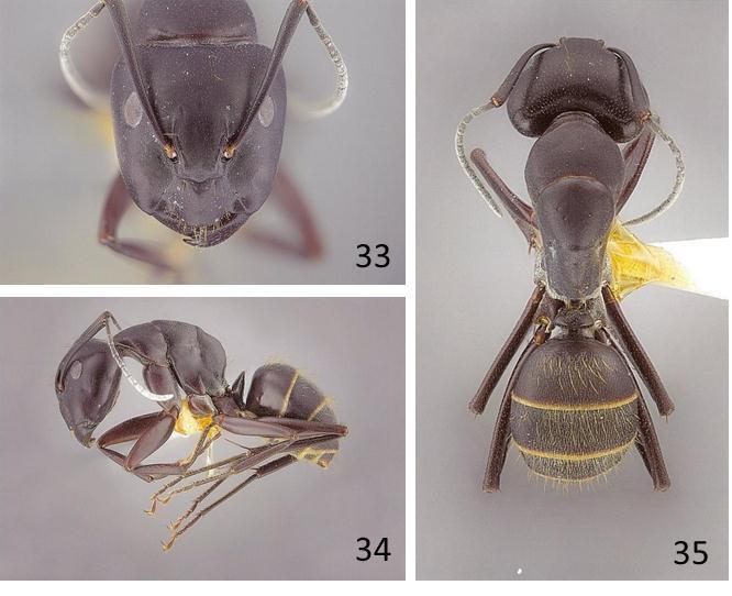 Figs. 33-35. Camponotus senkakuensis sp. nov., worker. --- 33, Head, full-face view; 34, body, lateral view; 35, body, dorsal view. Acknowledgements I wish to express my cordial thanks to N.