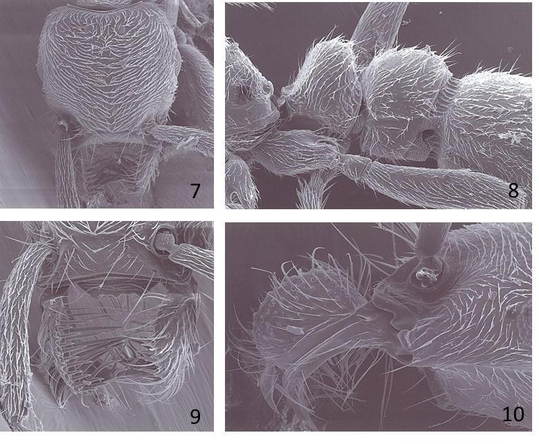 Figs. 7-10. Pronanilla izanagi sp. nov., female. --- 7, Head, full-face view; 8, petiole and postpetiole, lateral view; 9, mandibles, frontal view; 10, mandible, lateral view.