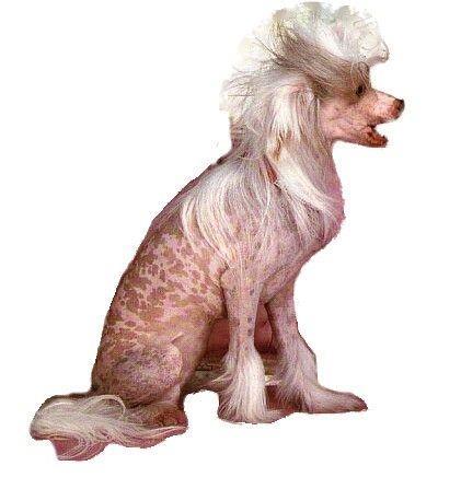 The Chinese Crested is a confident, graceful and alert dog.