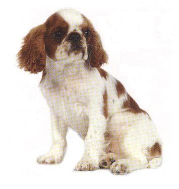 These little dogs are sometimes known as the Royal Spaniels The King Charles Spaniel, which ranks among the