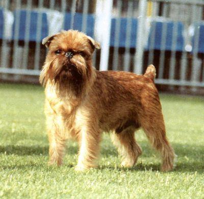 The Griffon Bruxellois is a small dog with definite terrier.