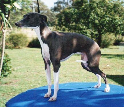 The Italian Greyhound is a true miniature of the Greyhound, The Italian Greyhound is