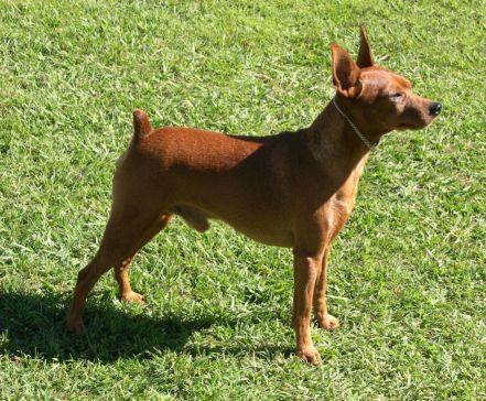 Miniature Pinscher The Min Pin ( as it is) affectionately called originated in Germany and has been