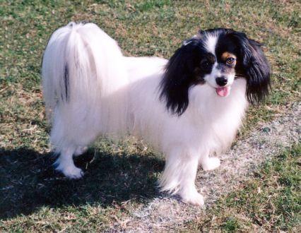 Papillion This breed is a friendly little dog.
