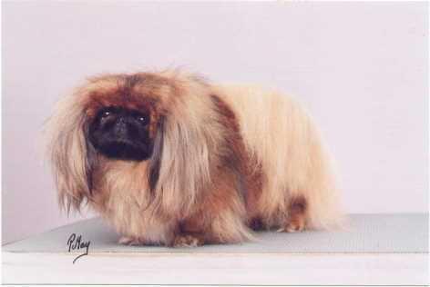 Pekingese Pekingese love all types of People of all ages and can be an ideal dog for anyone and