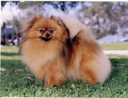 Pomeranian Your Pomeranian will be a member of your family for many years to come, so take