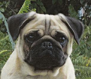 PUG The perfect blend of little dog appeal and wistfulness.