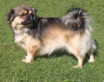 Tibetan Spaniel The Tibetan Spaniel is a most charming and highly intelligent little dog