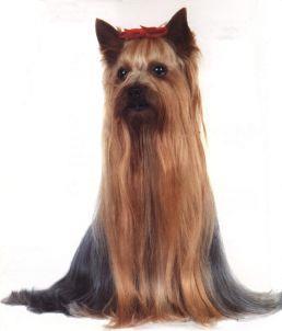 Yorkshire Terrier Toy Dog Club of Queensland