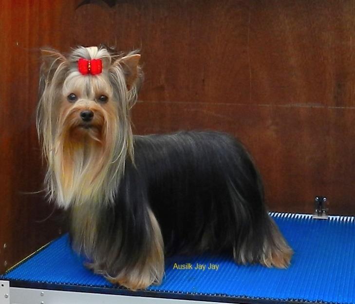 Yorkshire Terrier The Yorkie is
