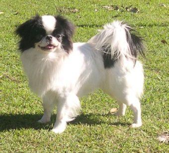 Japanese Chin The Japanese Chin is an intelligent, happy, lively little dog