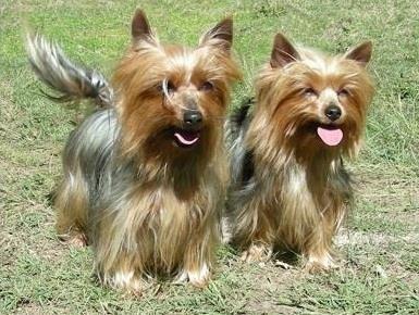 The Australian Silky Terrier is a courageous, robust, elegant, and graceful toy