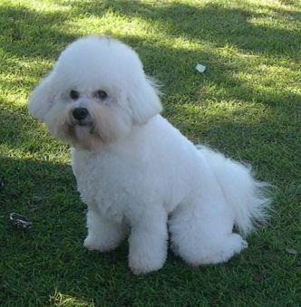 The Bichon Frise is a French/Belgian breed.