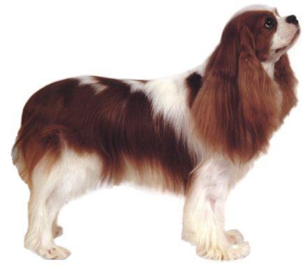 Cavalier King Charles Spaniel They are excellent with children and