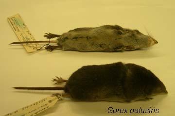 Minnesota (genus Sorex), with a length of 136 to 158 mm, and a tail length of 62 to 76 mm.