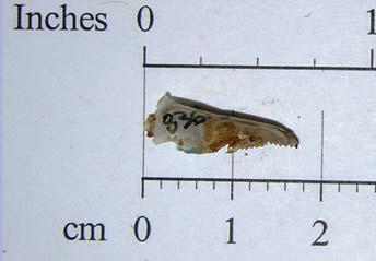 of 106 to 112 mm, and a tail length of 36 to 45 mm. Note the long tail again, although also note that on some of the specimens the tail has been shortened after preparation.