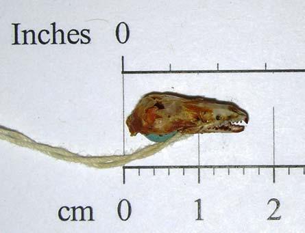 overlap those of the masked shrew. Length range is 75 to 91 mm, with tail length of 27 to 34 mm.