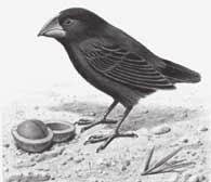 He suggested that over many generations, the finch populations evolved adaptations that helped them survive in the different island environments.