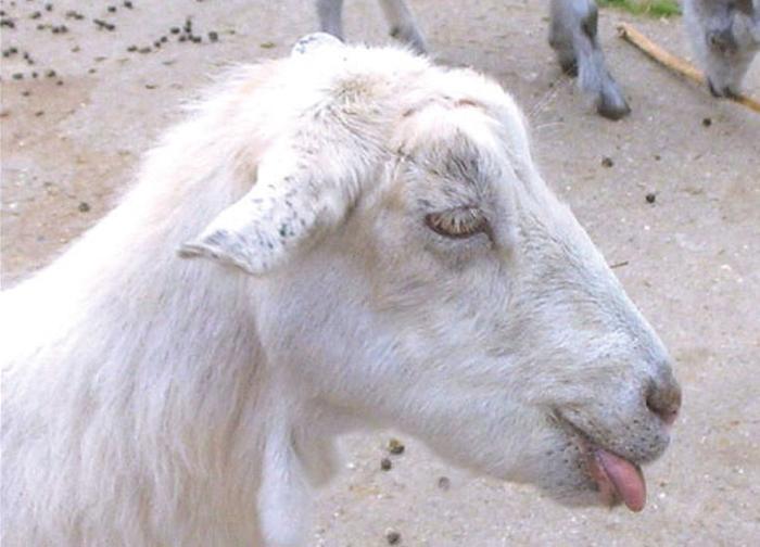 Goats exhibiting signs of