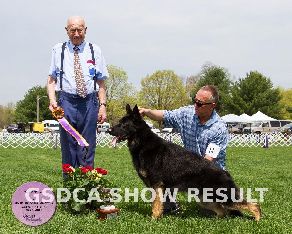 Best of Breed Competition _BOB_14: CH. HILLKREST'S RING OF FIRE, DN40299903, 07/19/2014. (Dog). Breeder: Loretta Earle & Margery Naas. By GCH. Jerrwen's I Walk The Line x Hillkrest's Sweet & Sassy.