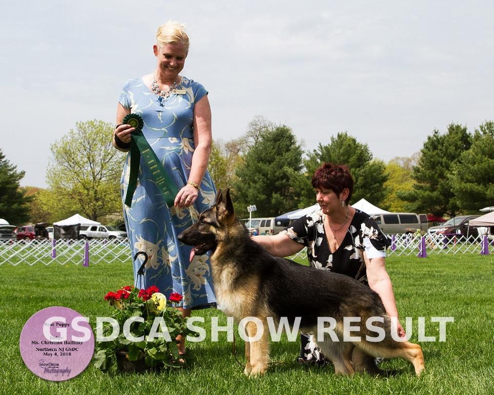 BREED CLASSES--PM Judge: Christina Halliday DOGS Puppy Dog - 6 months and under 9 months _1, BP_26: JOELS ALL SHOOK UP V CARMA, DN51070405,