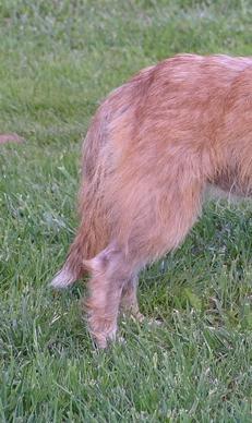 HINDQUARTERS Hindquarters: Upright when seen