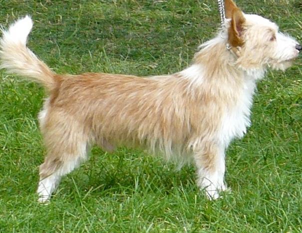 COAT There are two varieties; Smooth coat which is short and very dense. Wire coat (rough) is long and harsh. The hair on the muzzle is longer (bearded) on the wire coat variety.