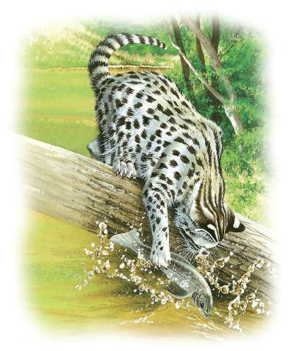How does a fishing cat catch fish? There are plenty of cats in the wild not much bigger than a pet cat. Take me: I m a fishing cat. I live in the swamp forests of southeast Asia.