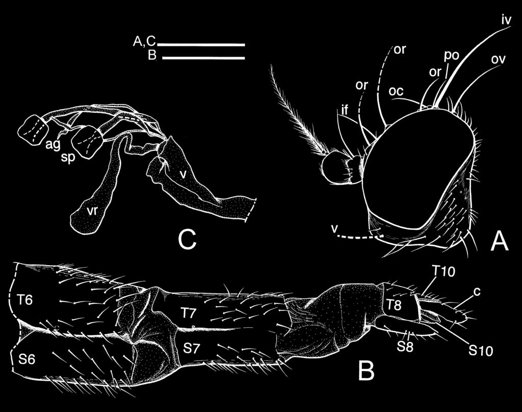 Masahiro Sueyoshi Figure 13 Female of Clusiodes usikumuri n. sp. (holotype) A: Head in left lateral view; B: postabdomen in left lateral view; C: genitalia in left lateral view. Refer to fig.
